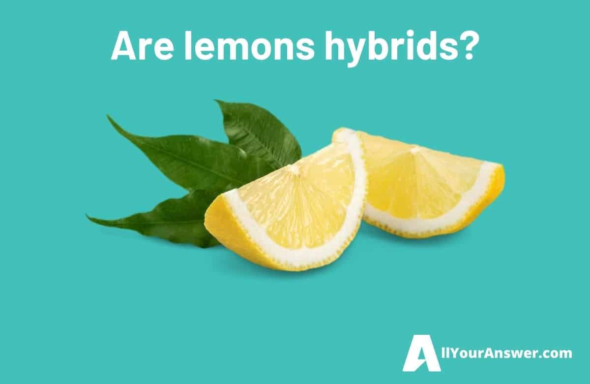 Are lemons hybrids
