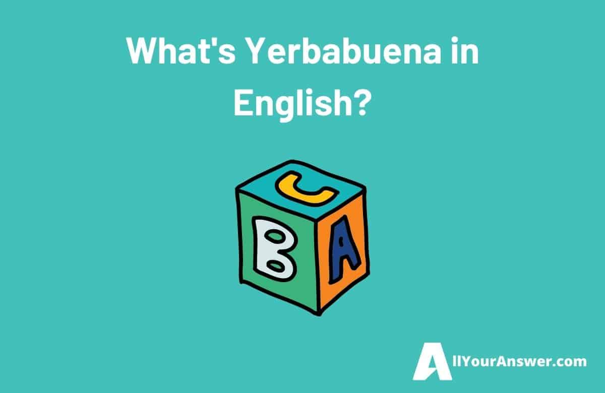 Whats Yerbabuena in English