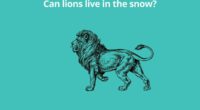 Can lions live in the snow