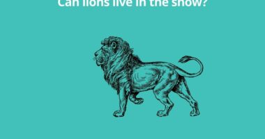 Can lions live in the snow