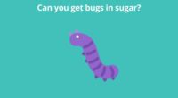 Can you get bugs in sugar
