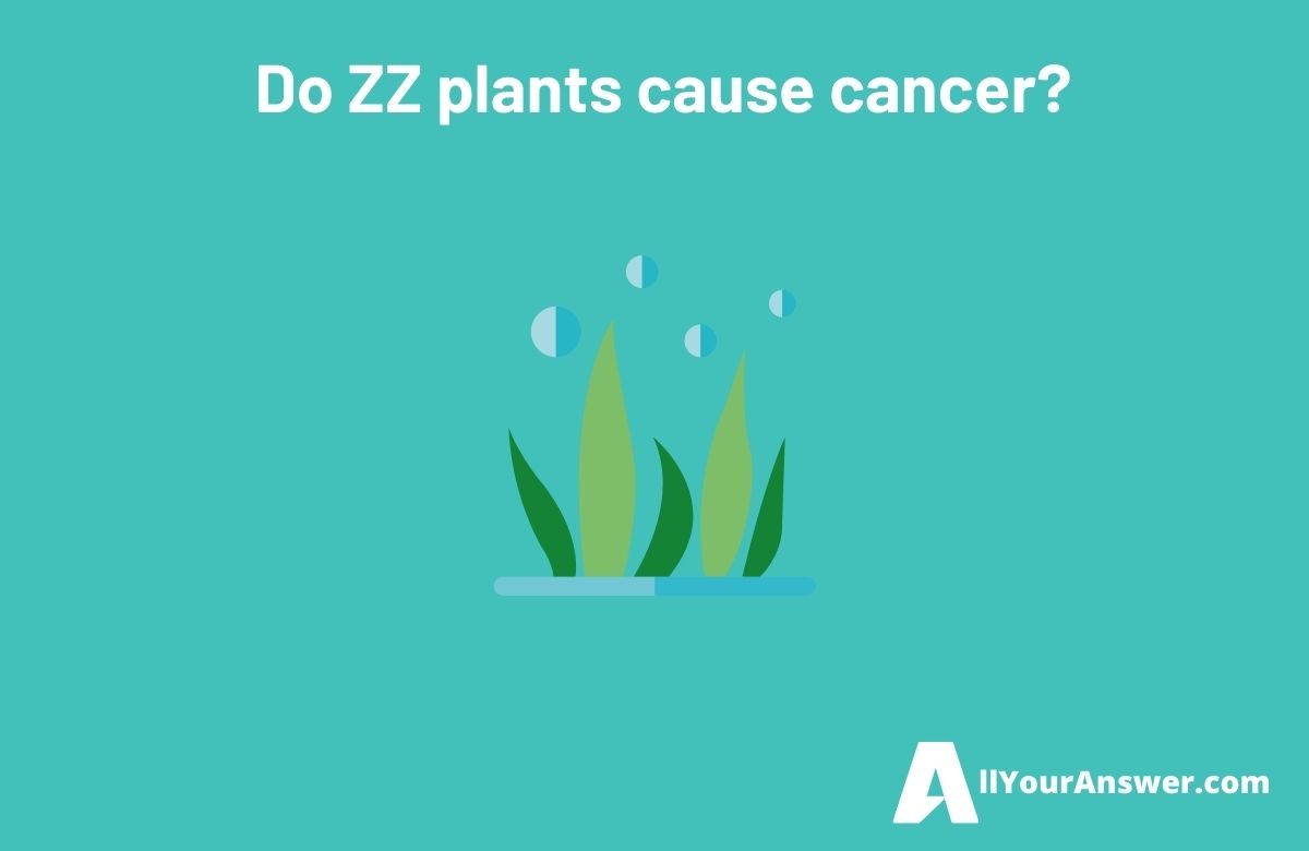 Do ZZ plants cause cancer