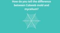 How do you tell the difference between Cobweb mold and mycelium