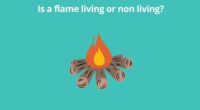 Is a flame living or non living