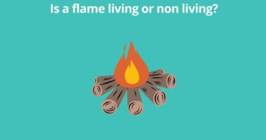 Is a flame living or non living
