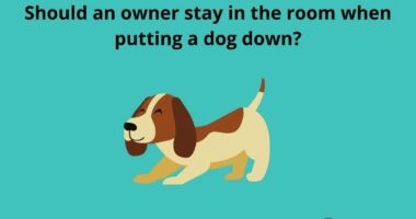 Should an owner stay in the room when putting a dog down