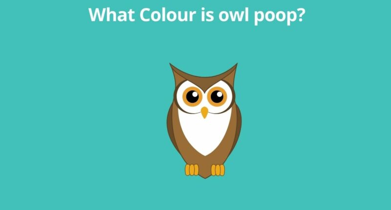What Colour is owl poop