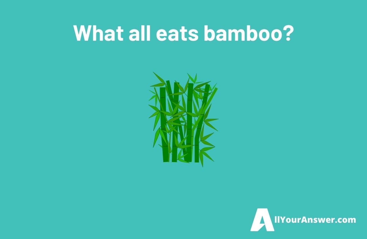 What all eats bamboo