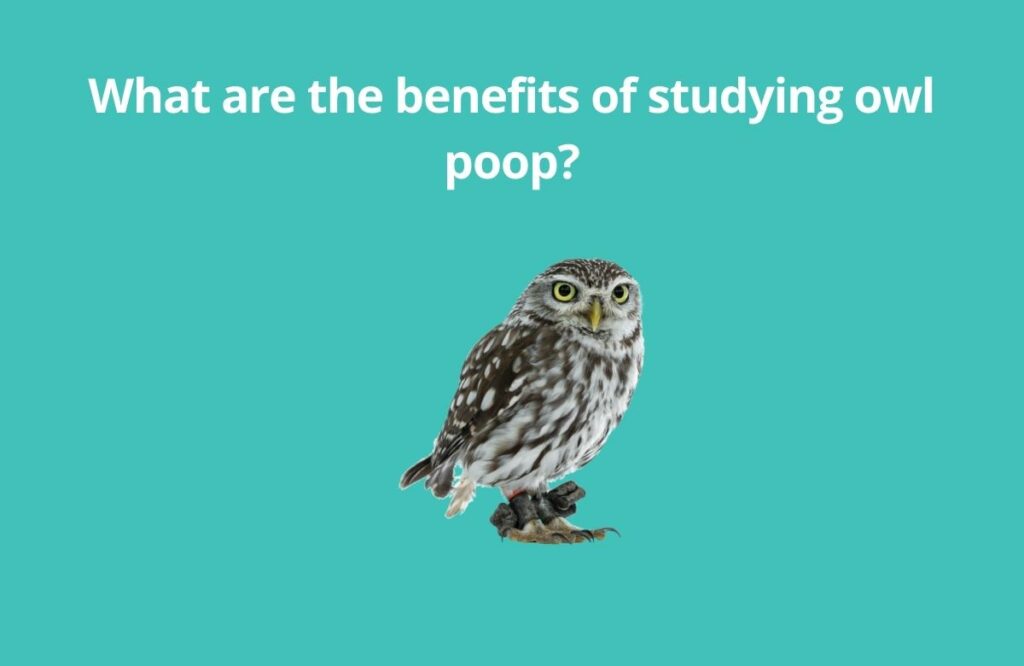 What are the benefits of studying owl poop