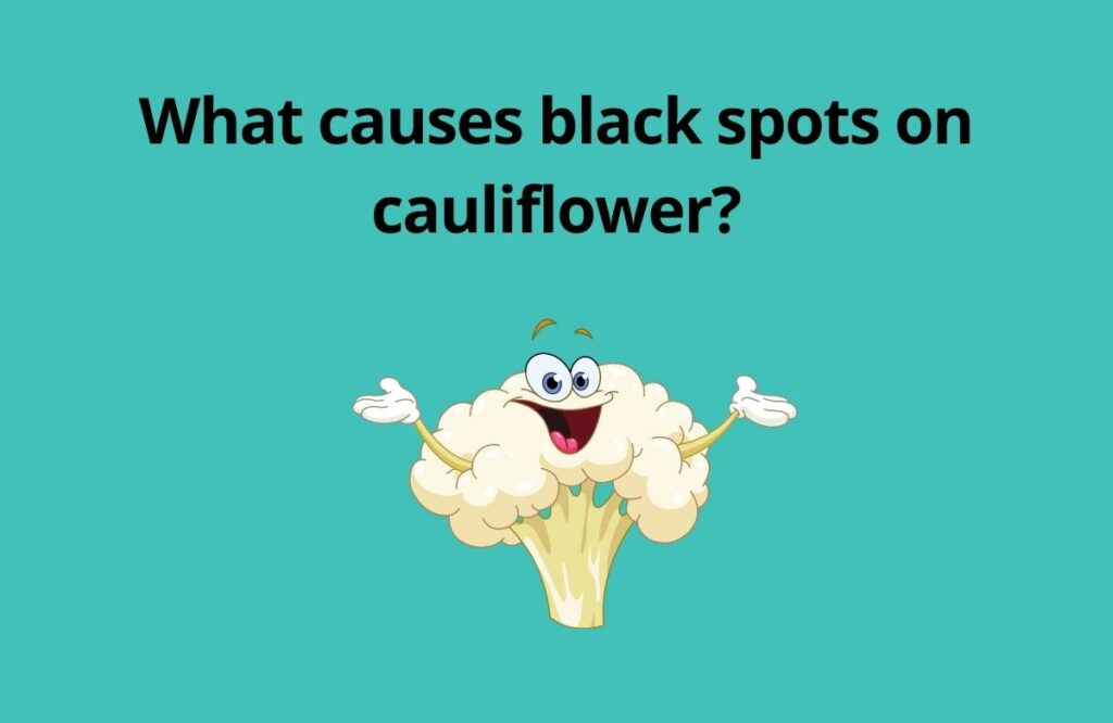 What causes black spots on cauliflower