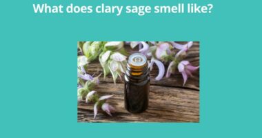What does clary sage smell like