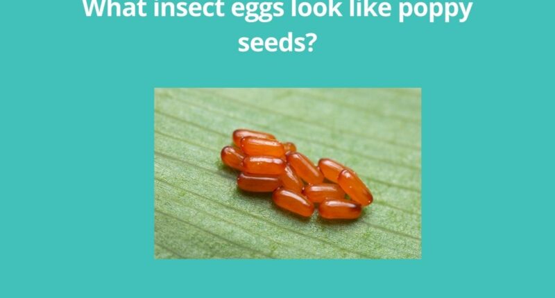 What insect eggs look like poppy seeds? 8 What insect eggs look like poppy seeds