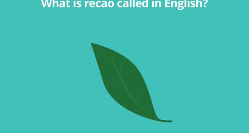 What is recao called in English? 7 What is recao called in English