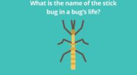 What is the name of the stick bug in a bugs life 1