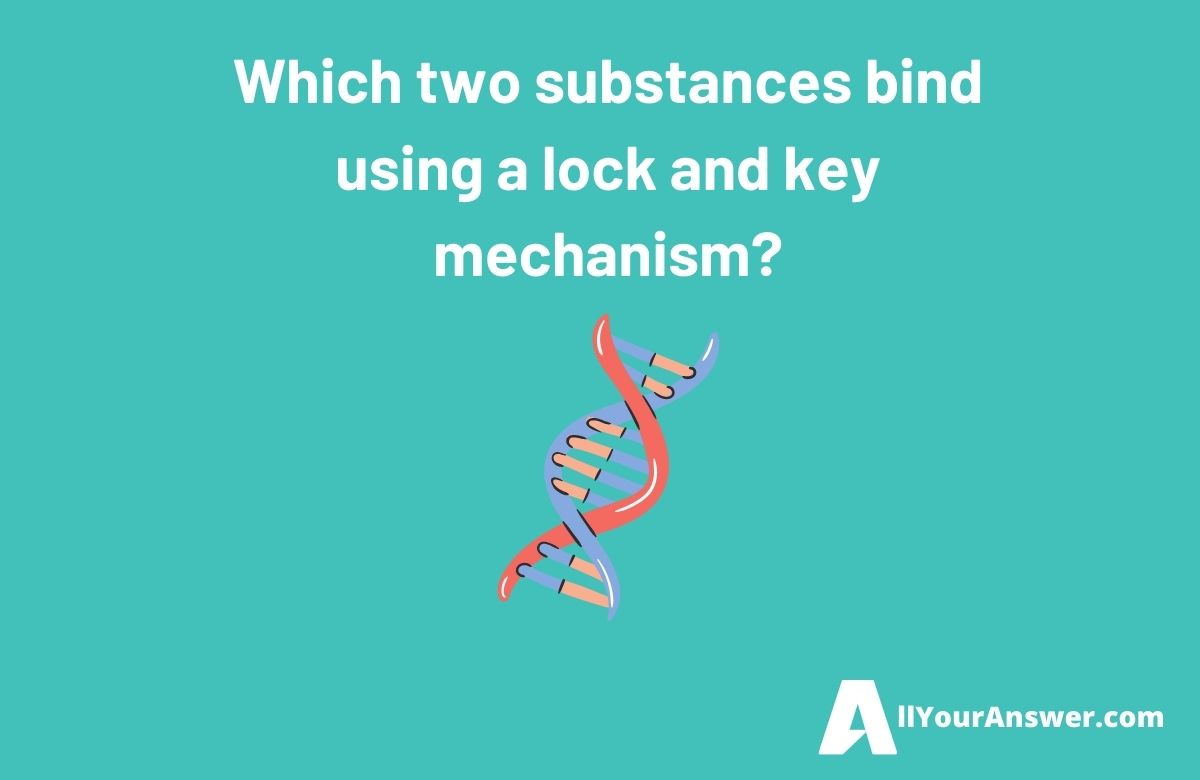 Which two substances bind using a lock and key mechanism