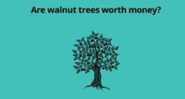 Are walnut trees worth money? 2 Are walnut trees worth money