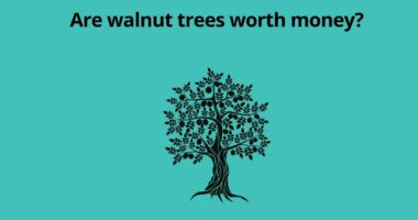 Are walnut trees worth money