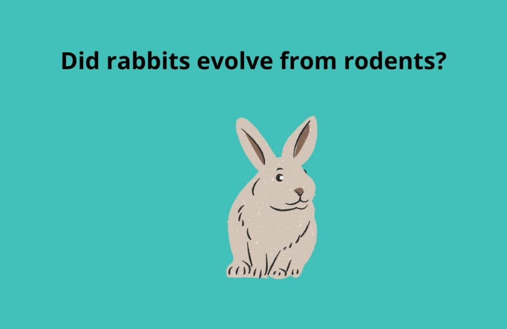 What did rabbits evolve from? 2 Did rabbits evolve from rodents