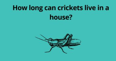 How long can crickets live in a house
