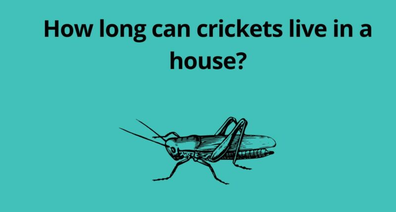 How long can crickets live in a house