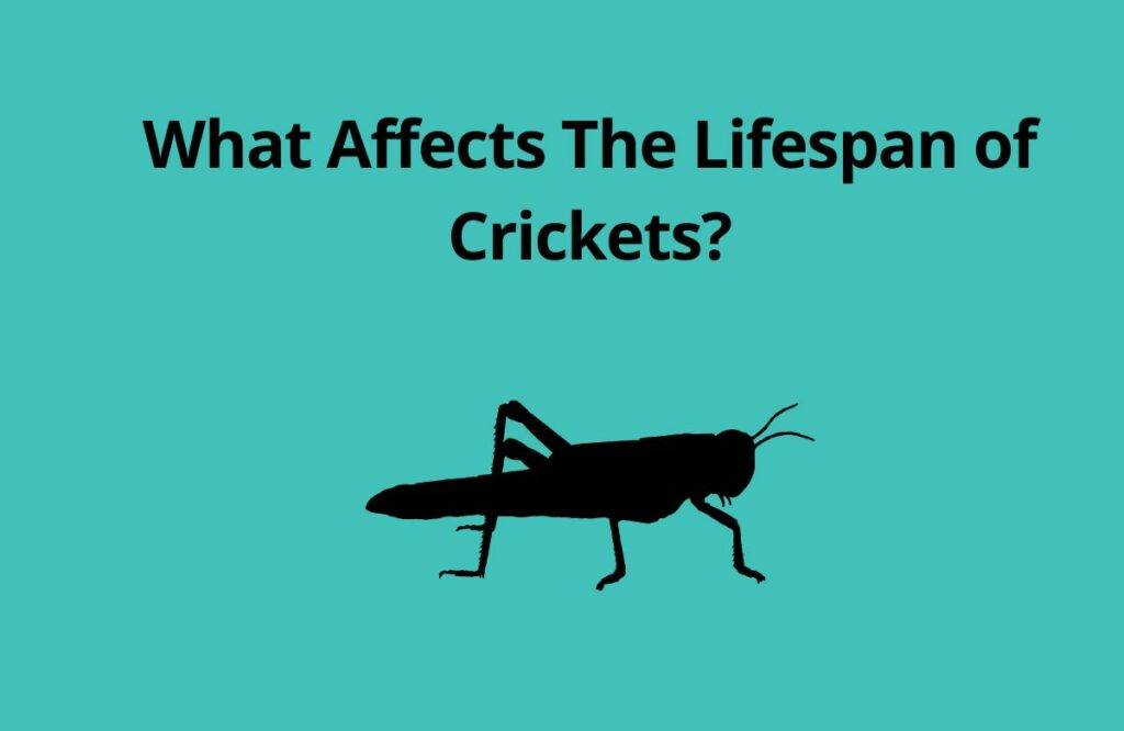 How long can crickets live in a house? 2 What Affects The Lifespan of Crickets