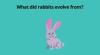 What did rabbits evolve from