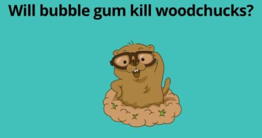 Will bubble gum kill woodchucks 1