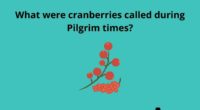 What were cranberries called during Pilgrim times